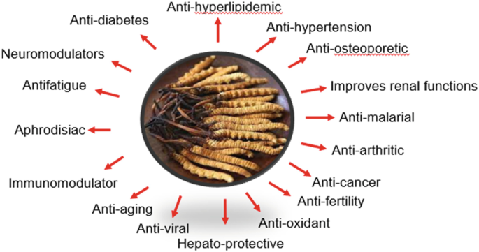 Yarsagumba (Cordyceps sinensis) – Wild Himalayan Gold | Per Piece | Nepal Origin