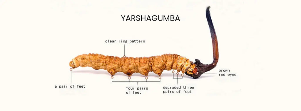 Yarsagumba (Cordyceps sinensis) – Wild Himalayan Gold | Per Piece | Nepal Origin