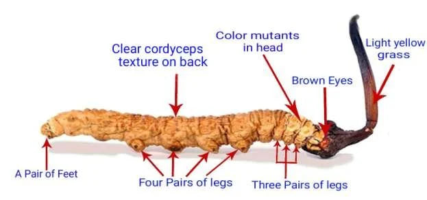 Yarsagumba (Cordyceps sinensis) – Wild Himalayan Gold | Per Piece | Nepal Origin