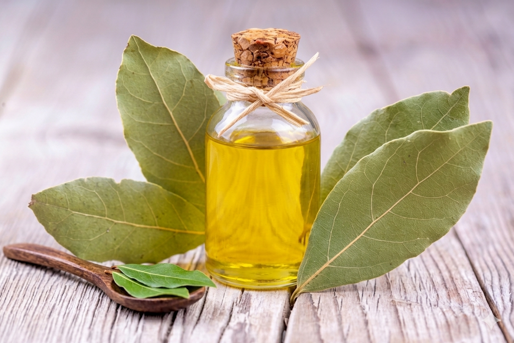 Bay Leaf Oil 100ml – Pure Natural Essential Oil for Hair, Skin & Wellness