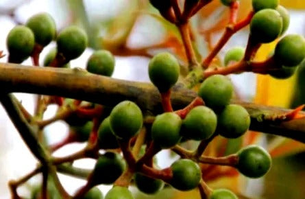 Siltimur (Lindera neesiana) – 100g | Aromatic Himalayan Spice
