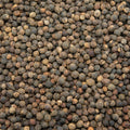 Siltimur (Lindera neesiana) – 100g | Aromatic Himalayan Spice