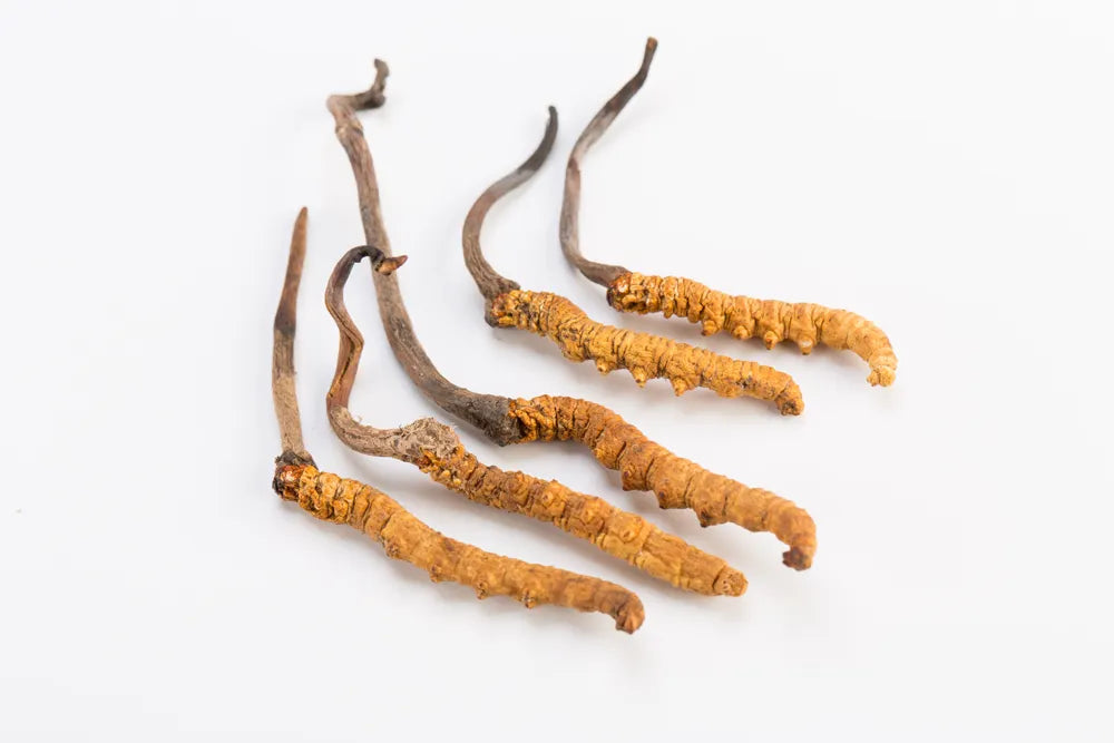 Yarsagumba (Cordyceps sinensis) – Wild Himalayan Gold | Per Piece | Nepal Origin