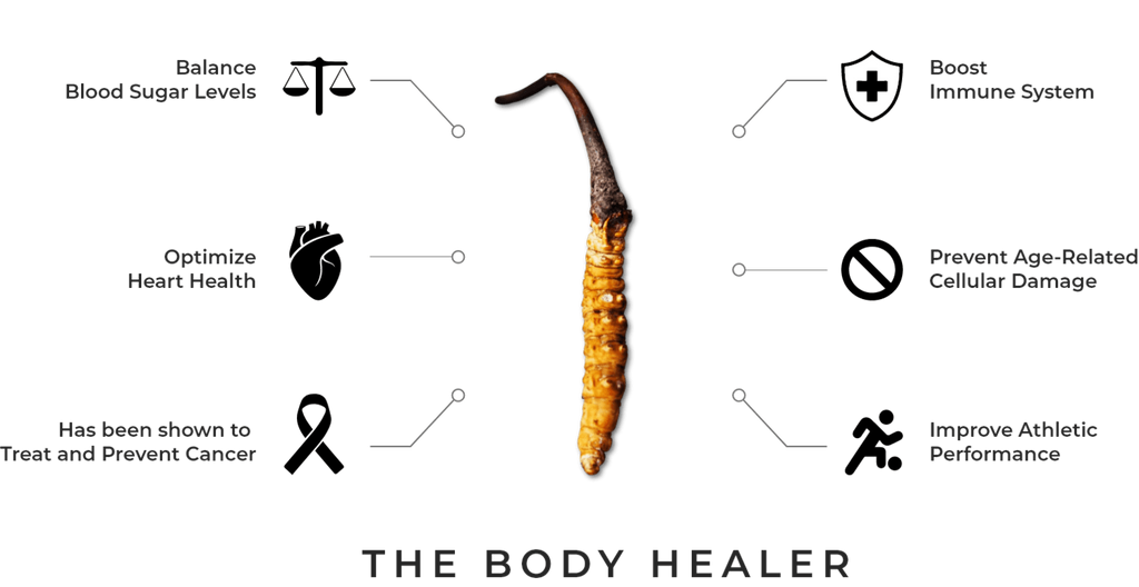 Yarsagumba (Cordyceps sinensis) – Wild Himalayan Gold | Per Piece | Nepal Origin
