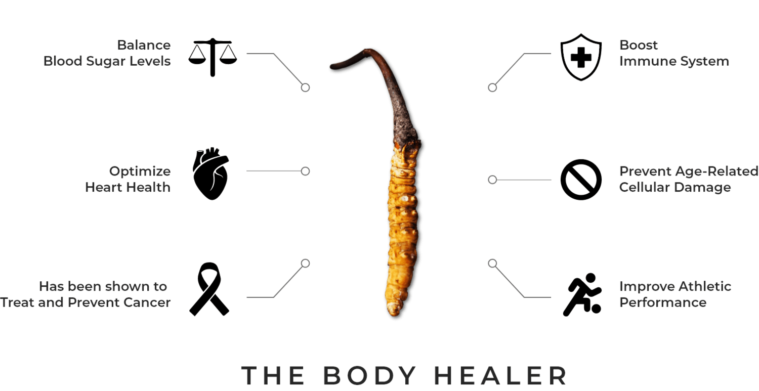 Yarsagumba (Cordyceps sinensis) – Wild Himalayan Gold | Per Piece | Nepal Origin