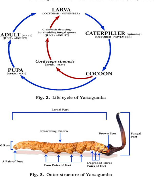 Yarsagumba (Cordyceps sinensis) – Wild Himalayan Gold | Per Piece | Nepal Origin