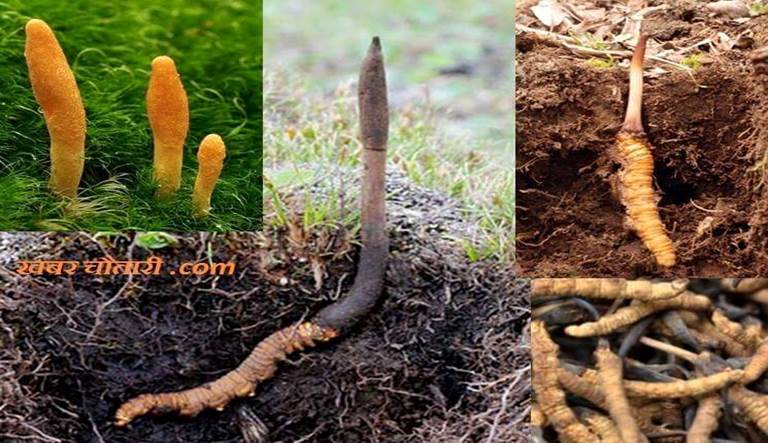 Yarsagumba (Cordyceps sinensis) – Wild Himalayan Gold | Per Piece | Nepal Origin