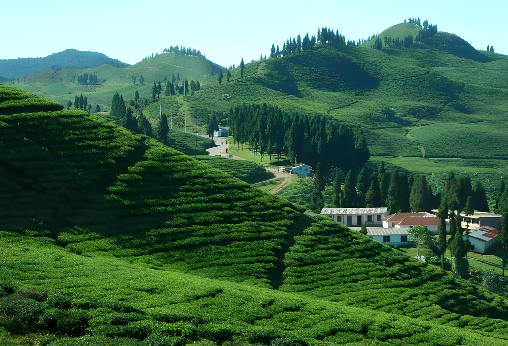 Green Tea – 100g | Himalayan Organic Green Tea | High-Altitude Loose Leaf Tea