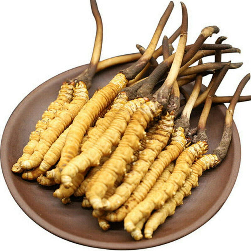 Yarsagumba (Cordyceps sinensis) – Wild Himalayan Gold | Per Piece | Nepal Origin
