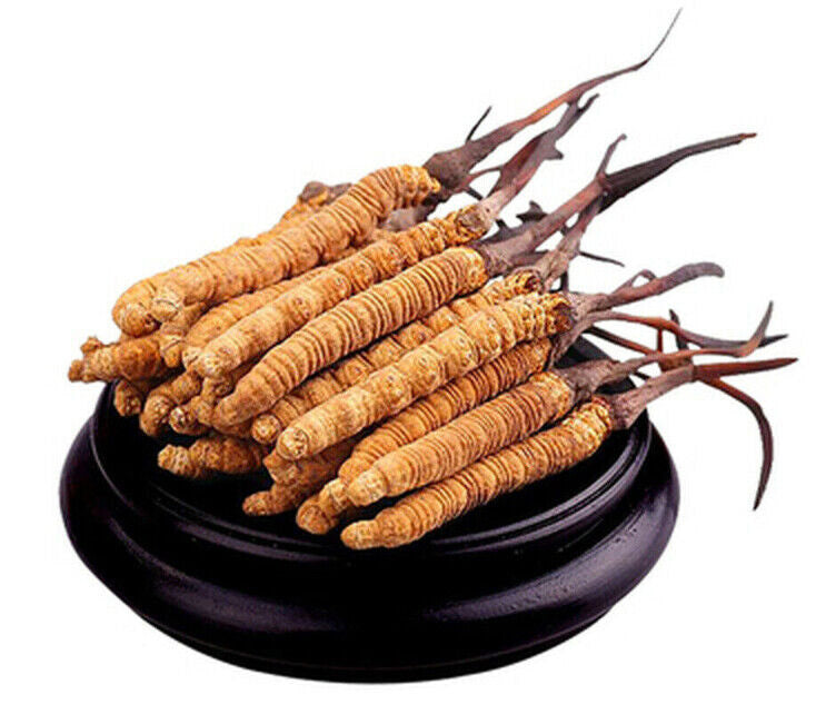 Yarsagumba (Cordyceps sinensis) – Wild Himalayan Gold | Per Piece | Nepal Origin